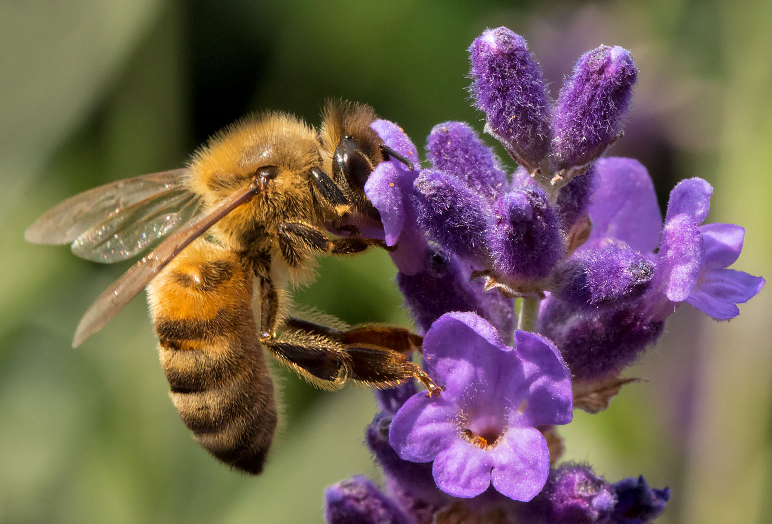 Biene an Lavendel Foto & Bild sommer, natur, landschaft Bilder auf