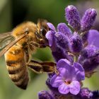 Biene an Lavendel 