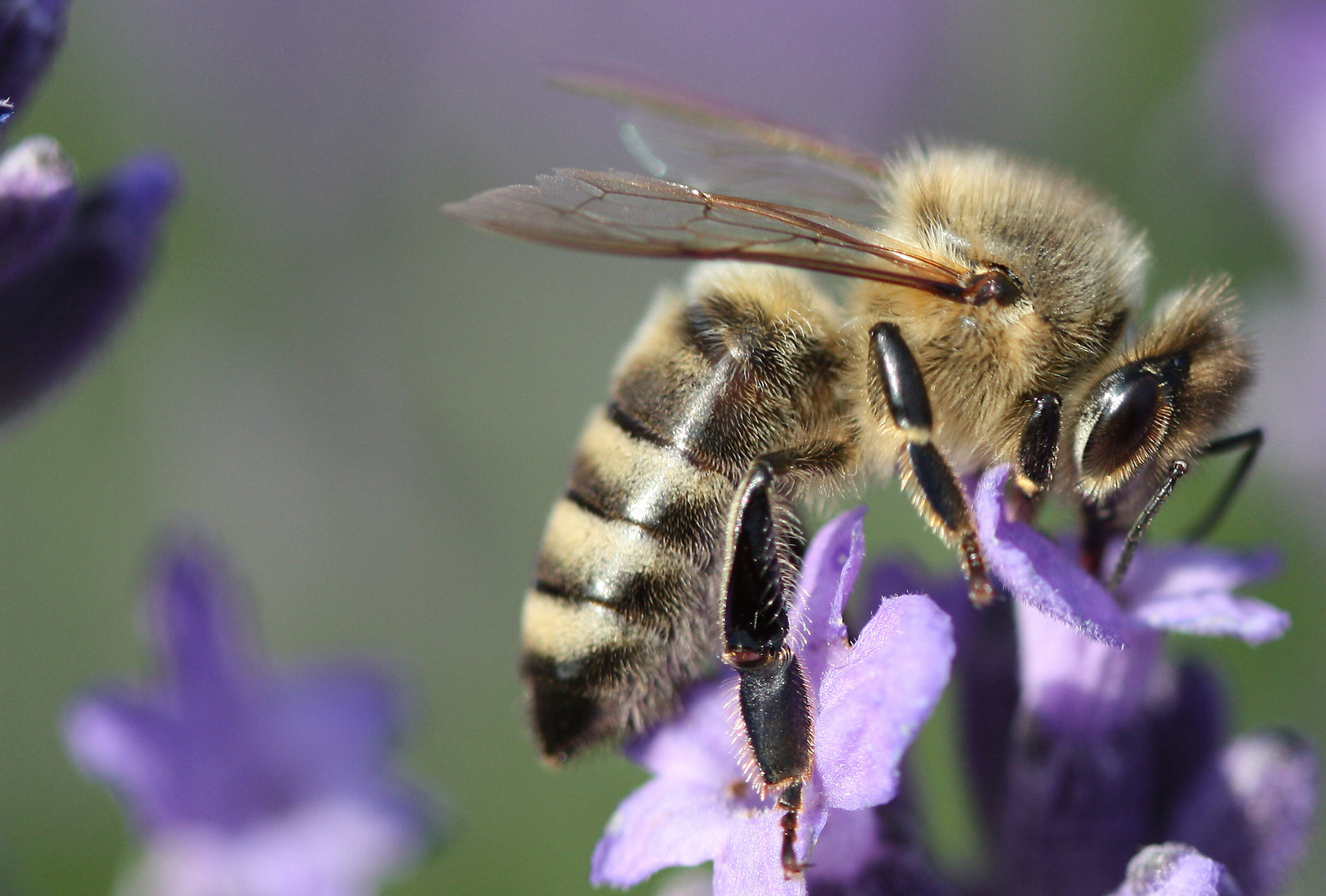 biene an lavendel