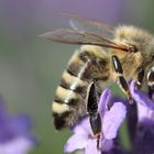 biene an lavendel