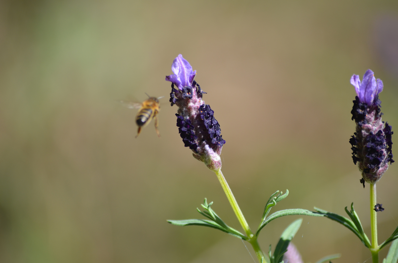 Biene an Lavendel