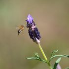 Biene an Lavendel