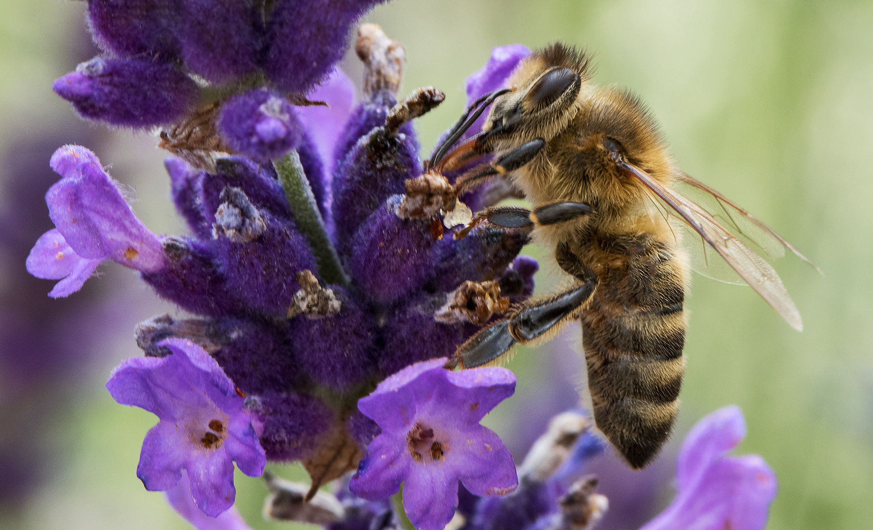 Biene an Lavendel 