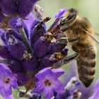 Biene an Lavendel 