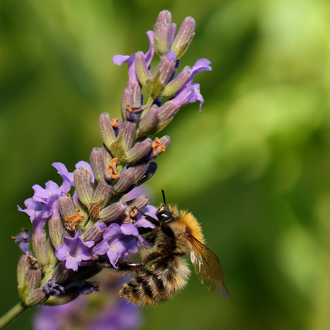 Biene an Lavendel (I)