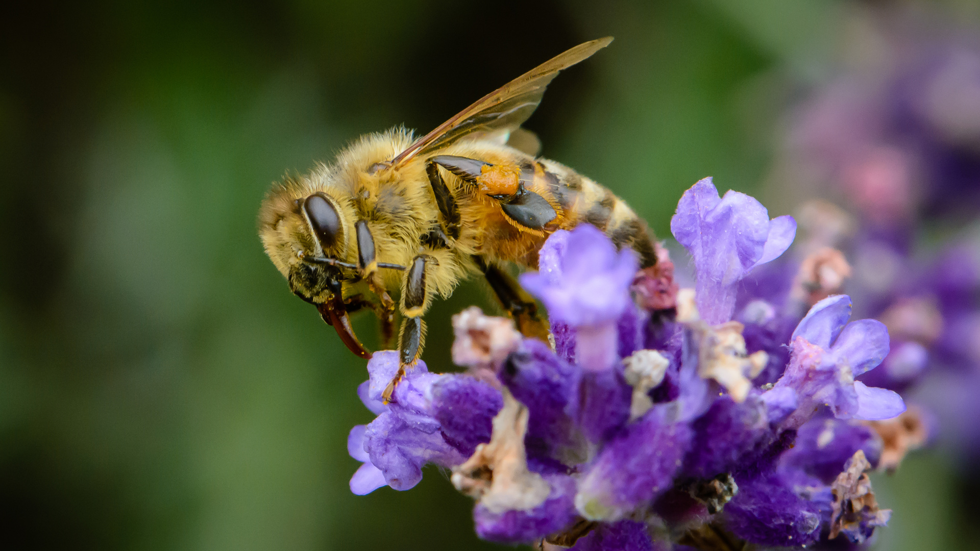 Biene an Lavendel I