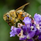 Biene an Lavendel I