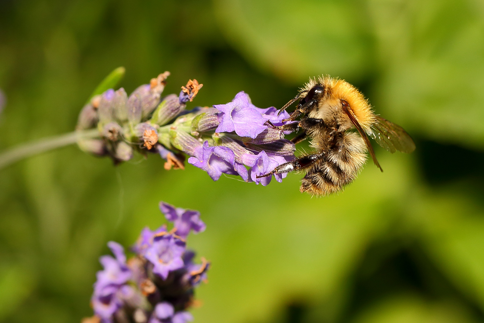 Biene an Lavendel (II)