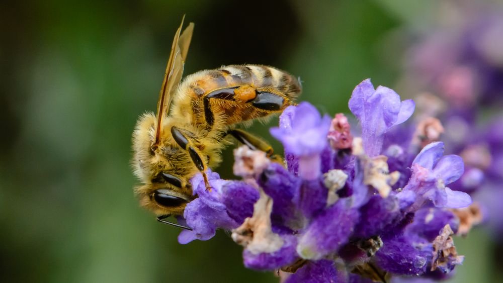 Biene an Lavendel II