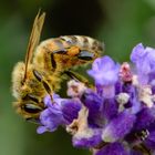 Biene an Lavendel II