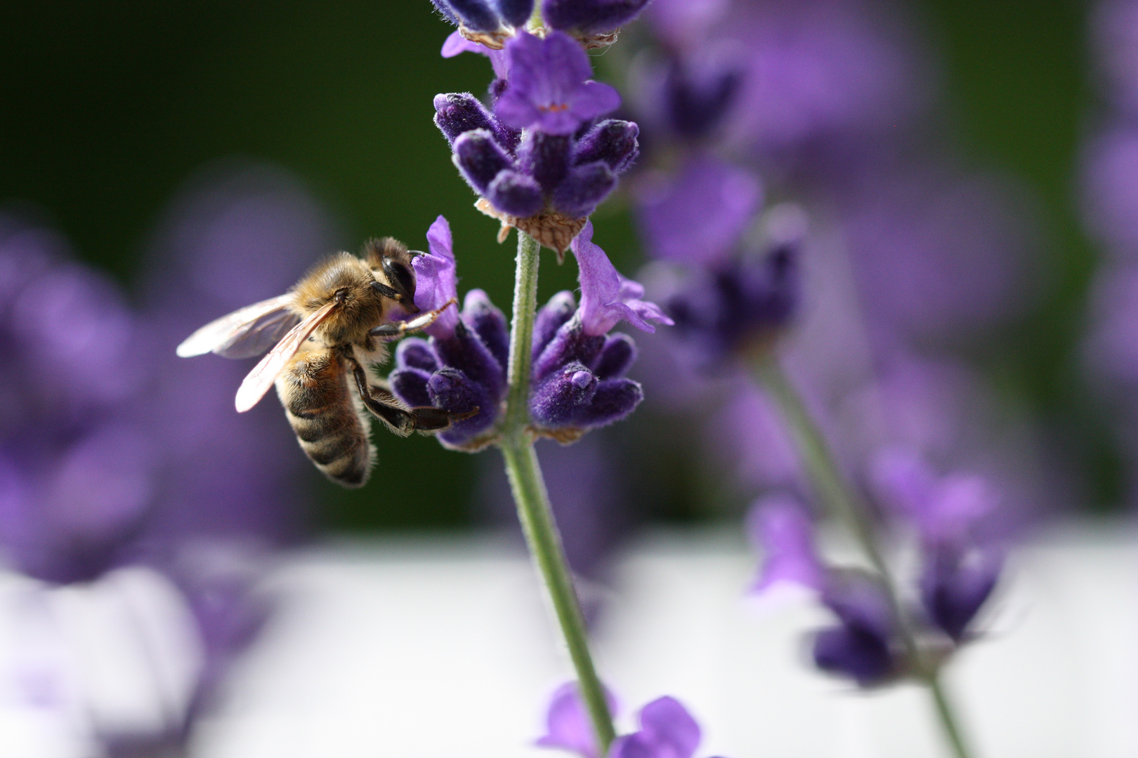 Biene an Lavendelblüte