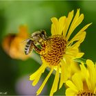 Biene an Mädchenauge