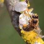 Biene an Mirabellenblüte