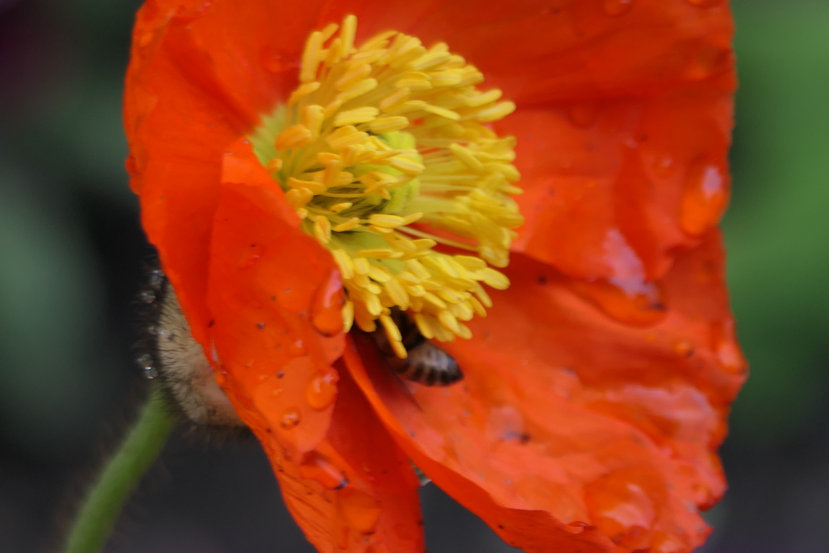 Biene an Mohn