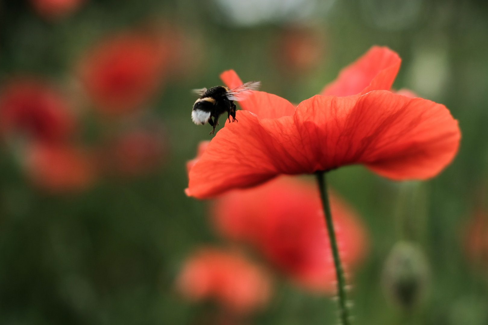 Biene an Mohnblüte