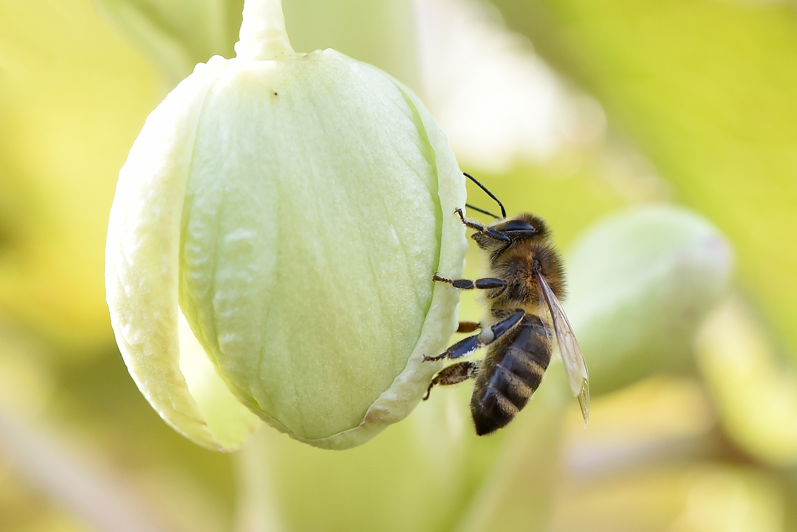 Biene an Nieswurzknospe