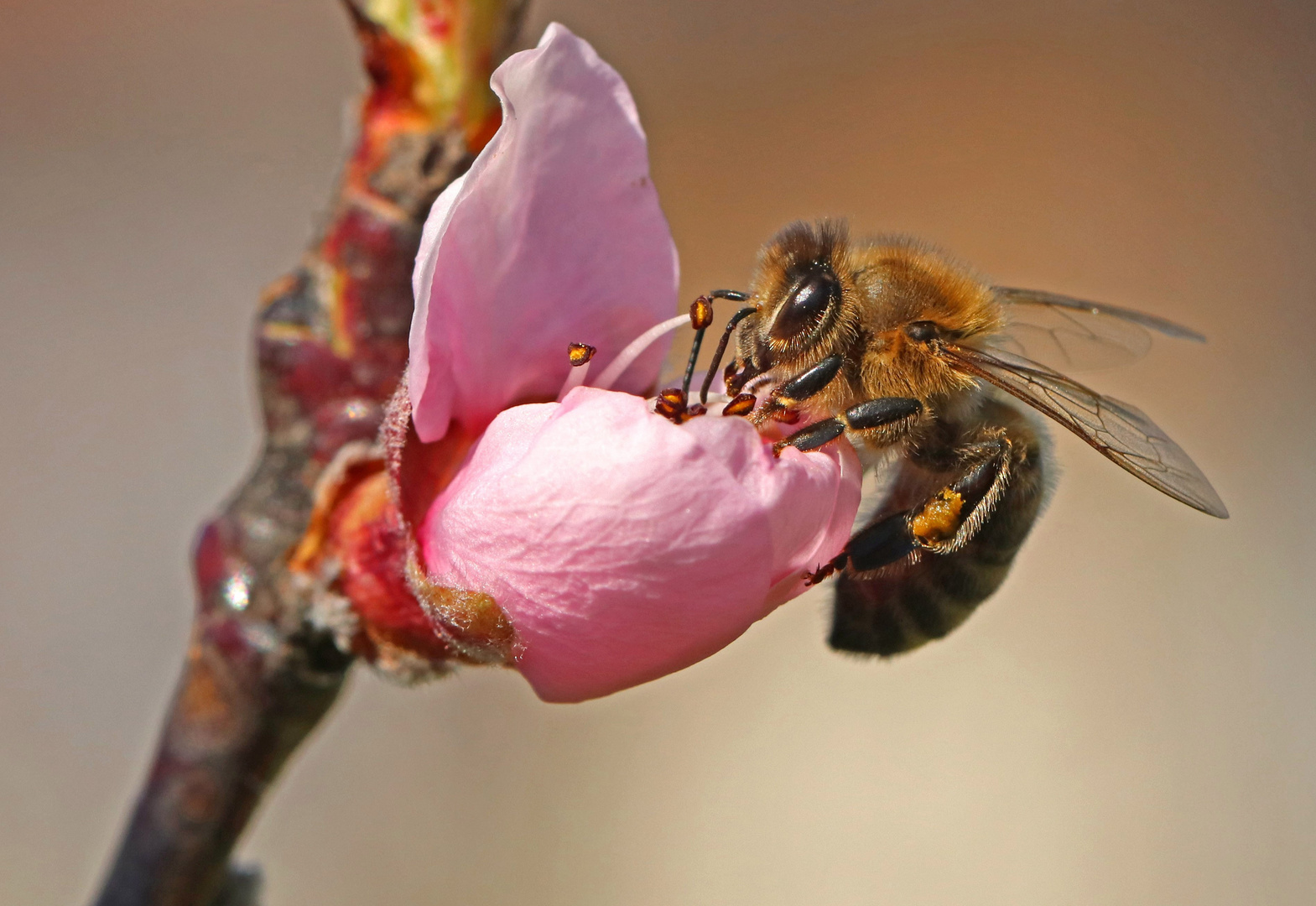 Biene an Pfirsichblüte