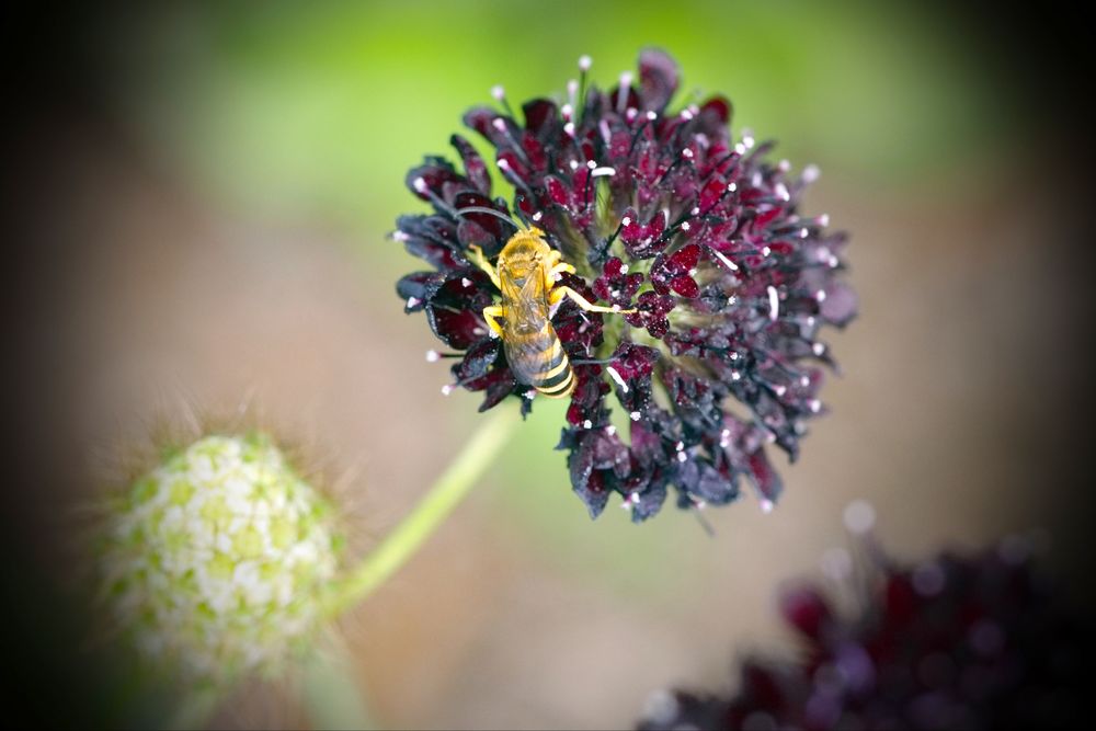 Biene an roter Blüte