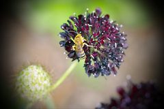 Biene an roter Blüte