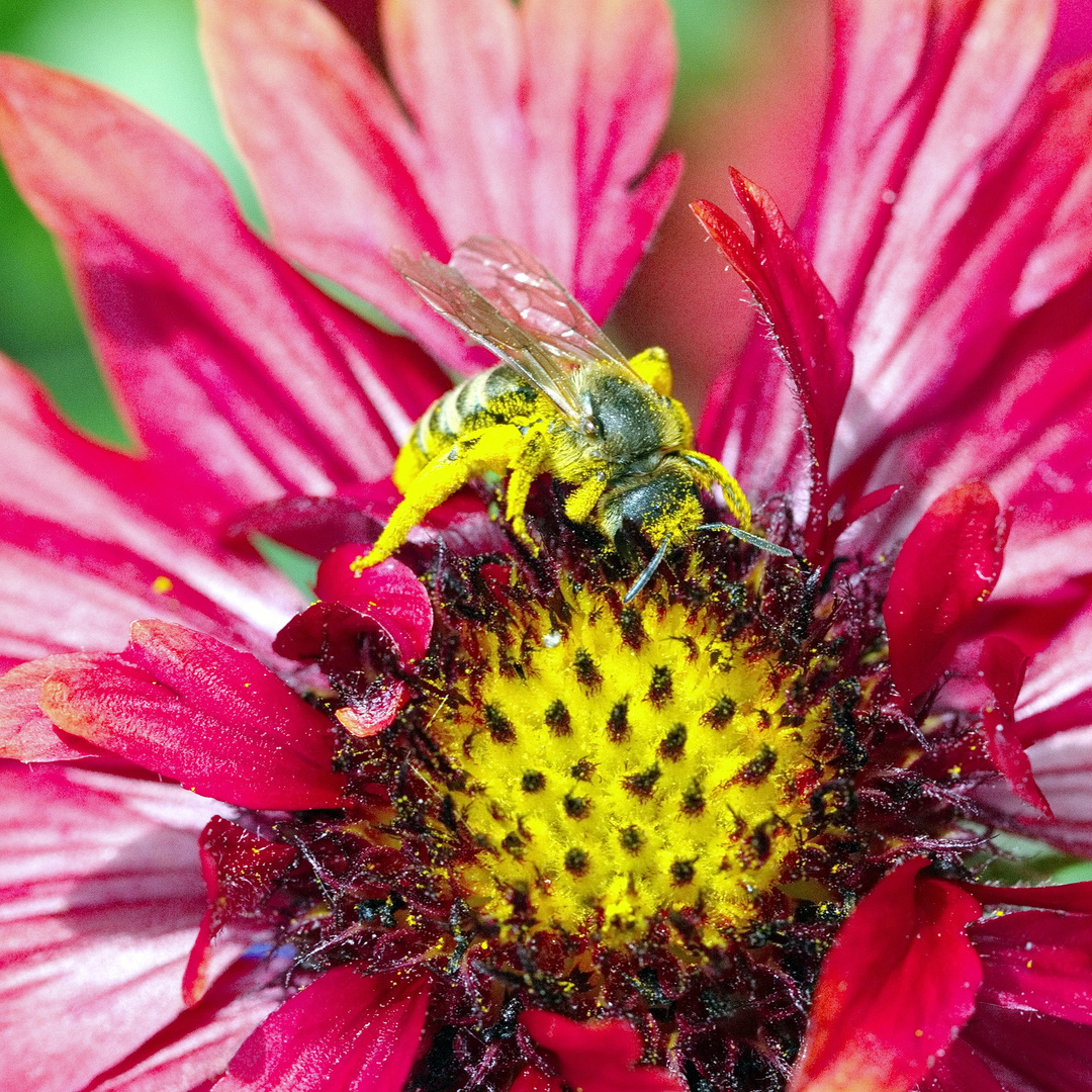 Biene an roter Blüte