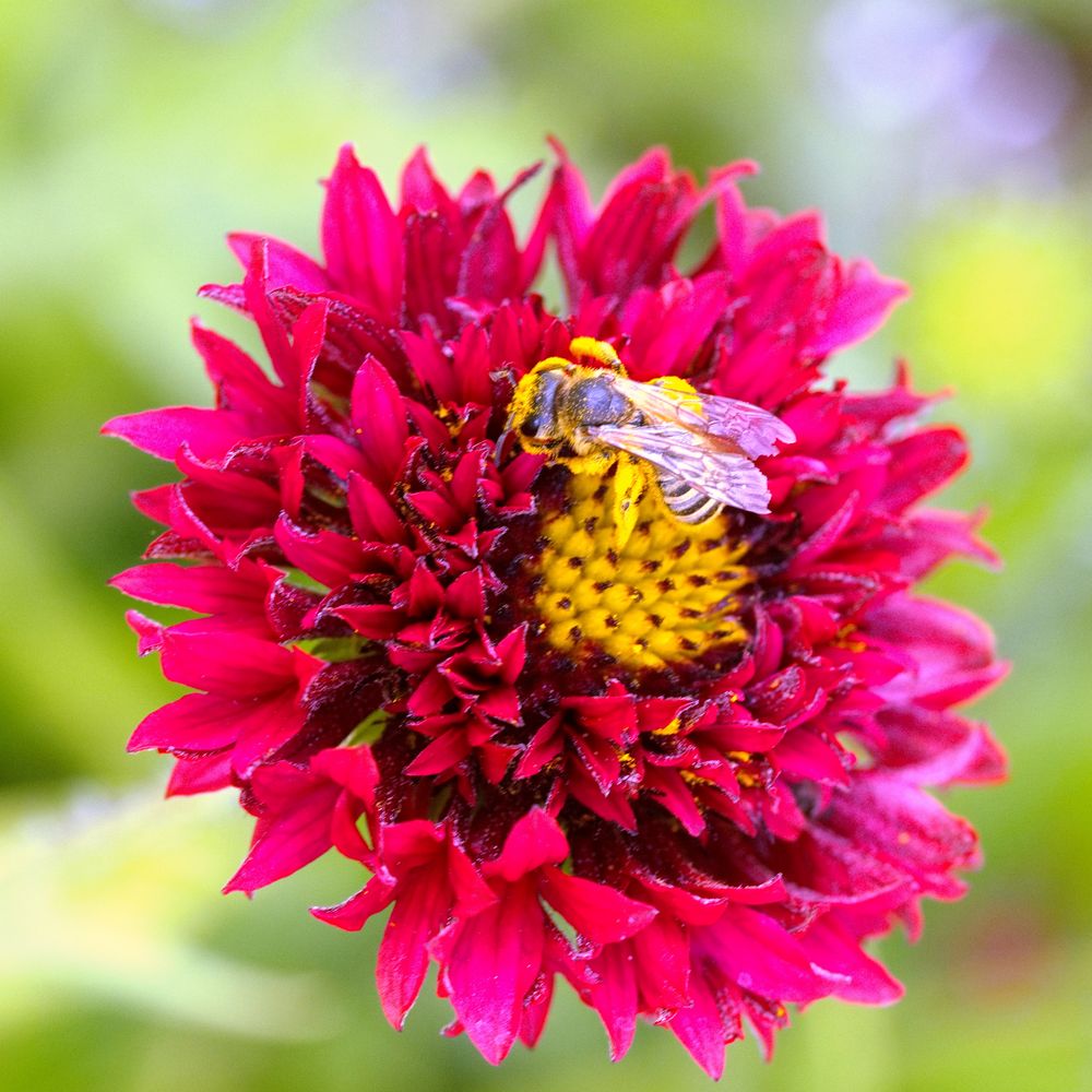 Biene an roter Blüte (II)
