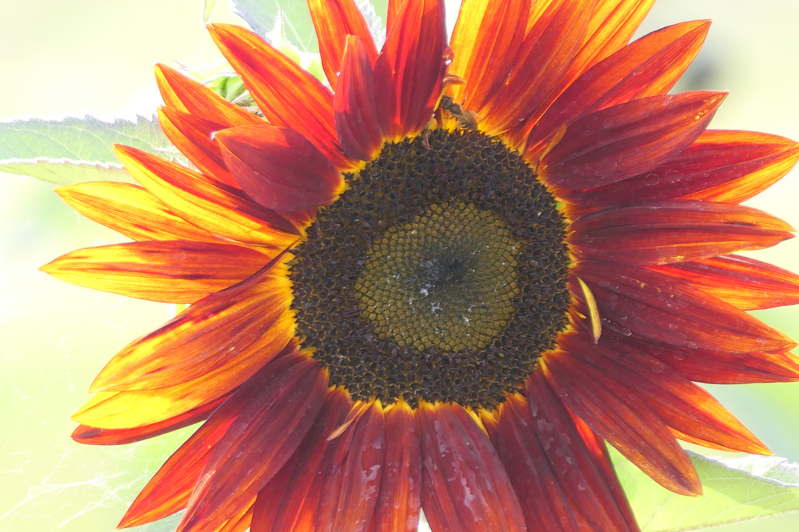 Biene an roter Sonnenblume