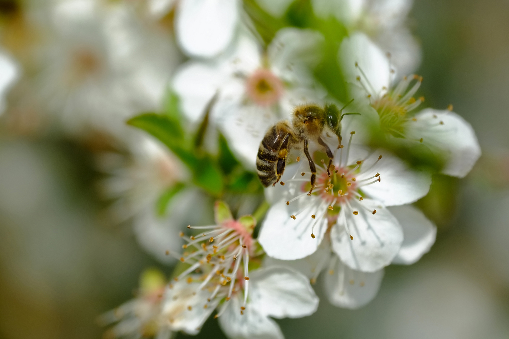 Biene an Schlehenblüte