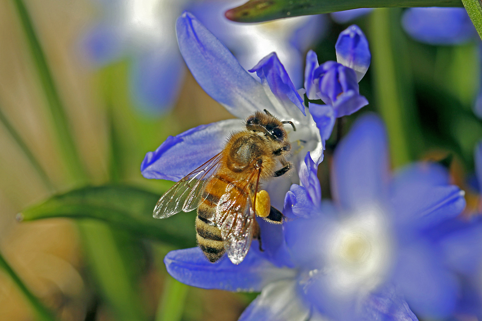 Biene an Schneeglanzblüte