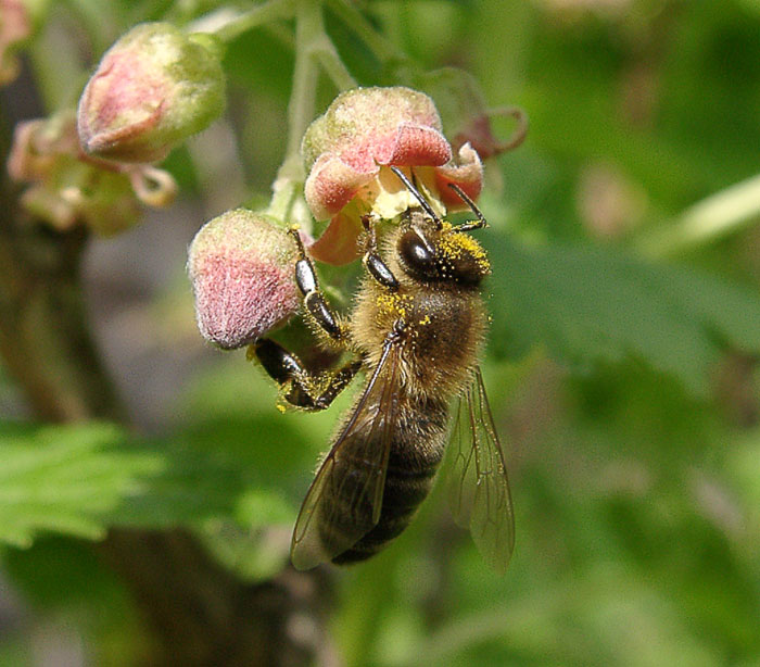 Biene an Schwarzer Johannisbeerenblüte