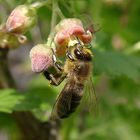 Biene an Schwarzer Johannisbeerenblüte