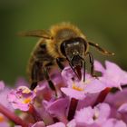 Biene an Sommerflieder