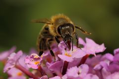 Biene an Sommerflieder