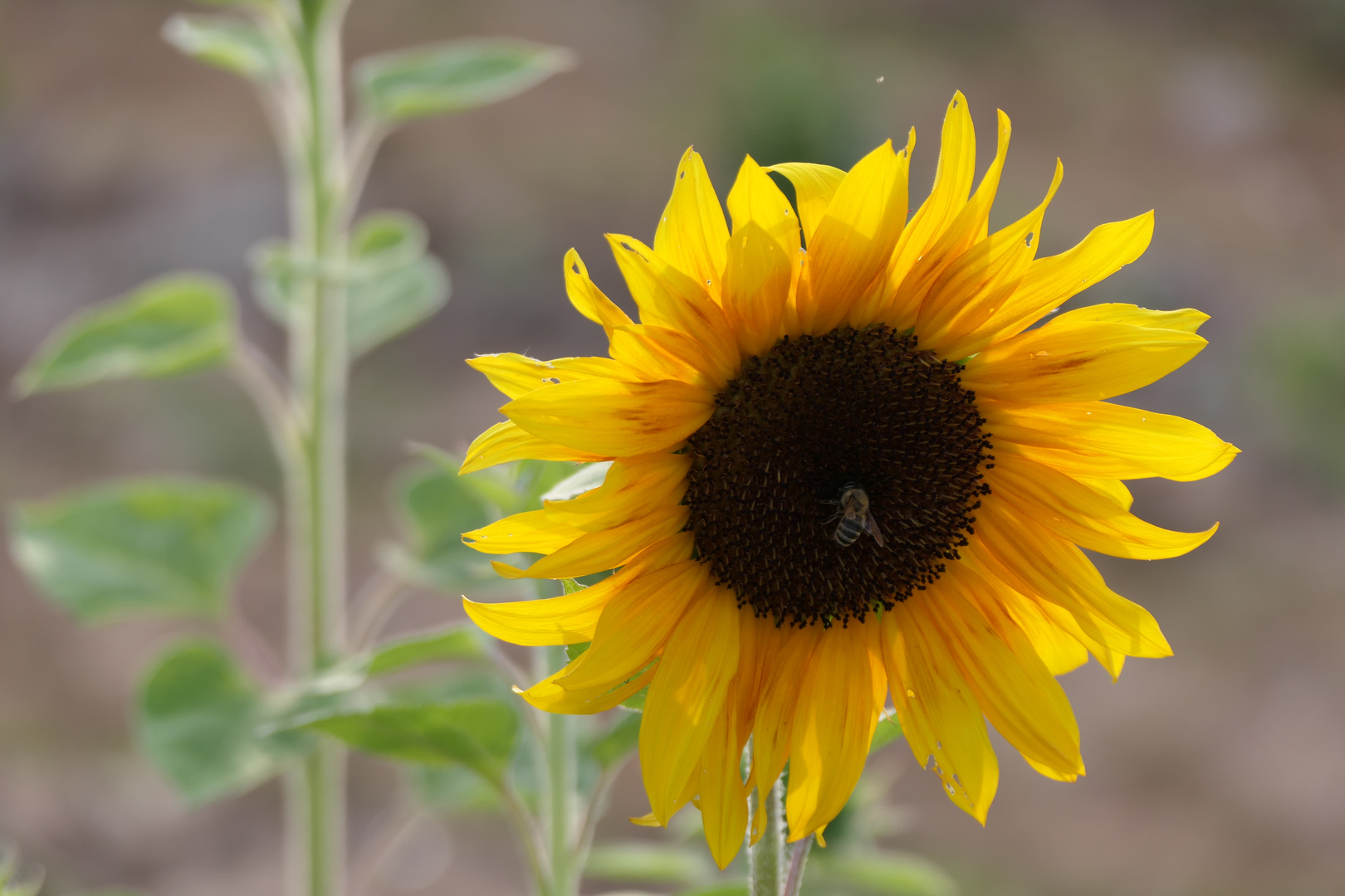 Biene an Sonnenblume