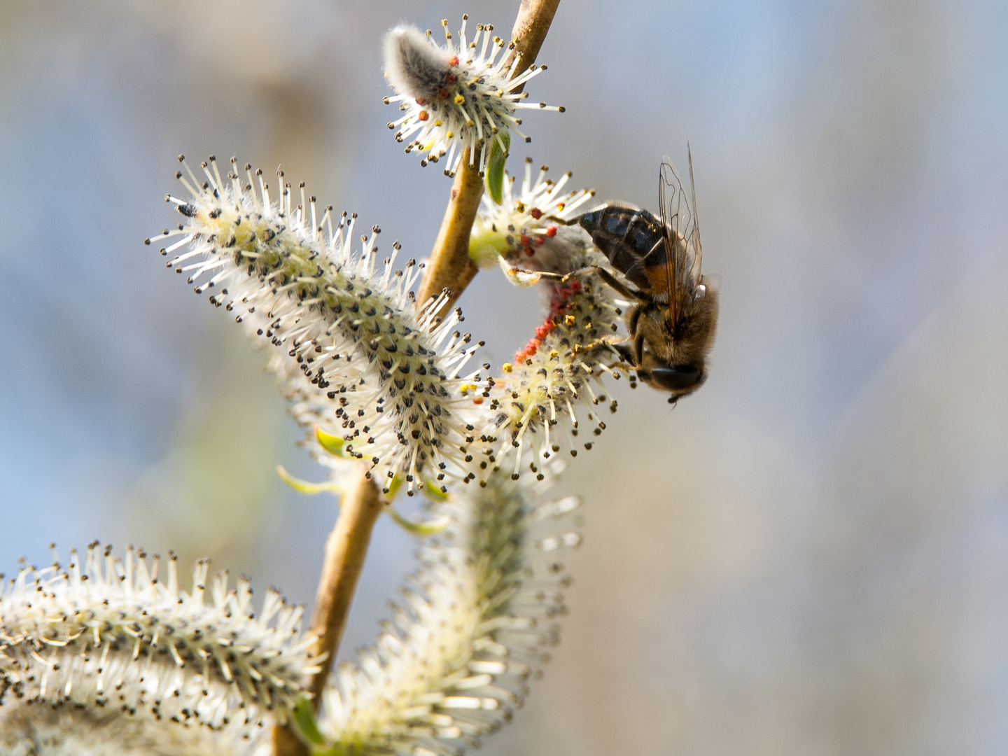 Biene an Weideblüten