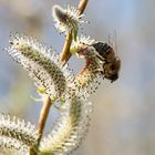 Biene an Weideblüten