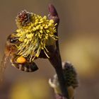 Biene an Weidenblüte