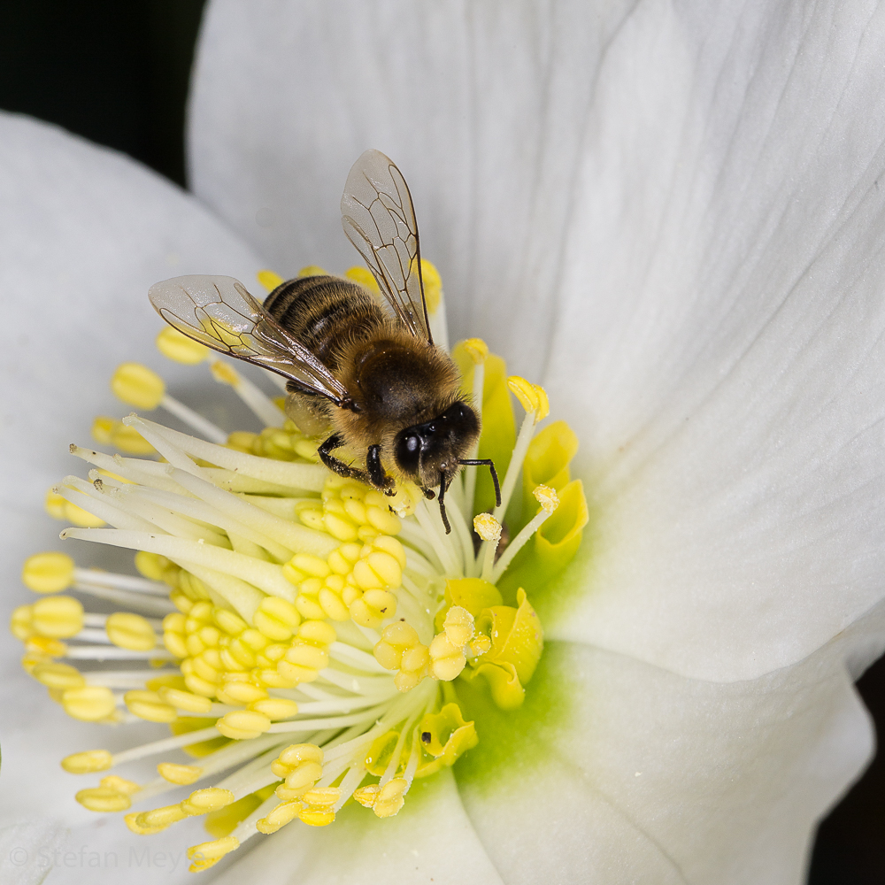 Biene An Weihnachten 2 Foto Bild Tiere Wildlife Insekten Bilder Auf Fotocommunity