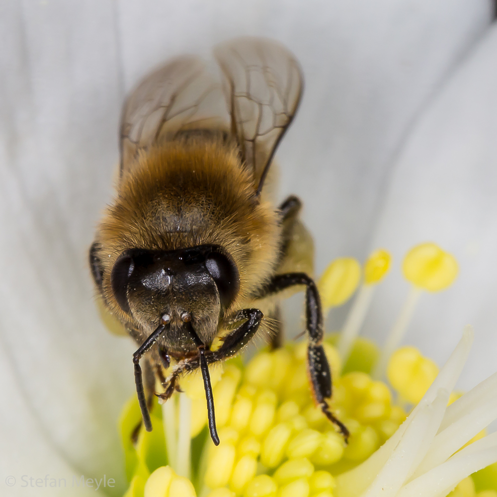 Biene An Weihnachten Foto Bild Tiere Wildlife Insekten Bilder Auf Fotocommunity