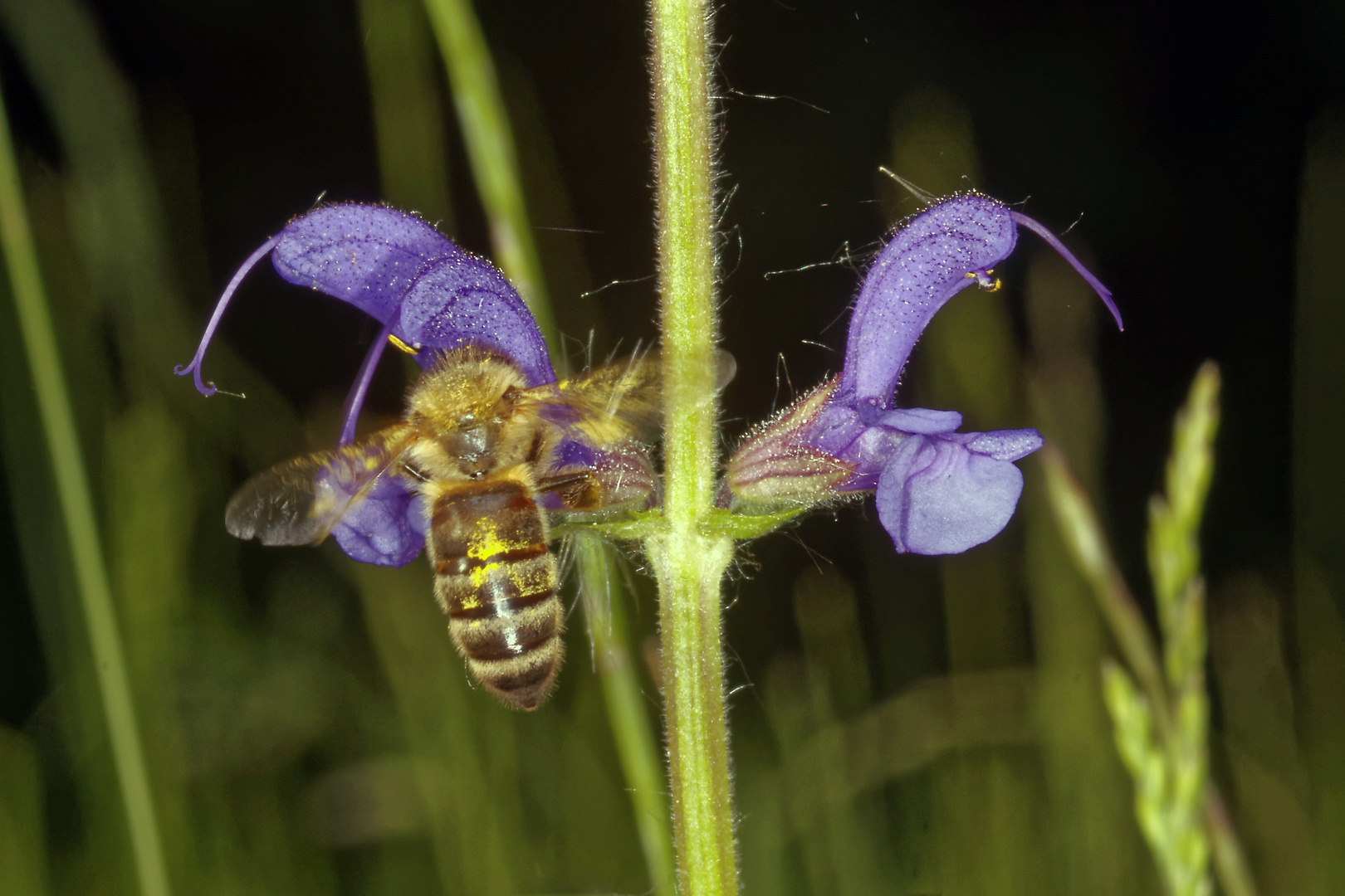 Biene an Wiesensalbei