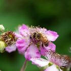 Biene an Wildblüte