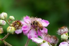 Biene an Wildblüte