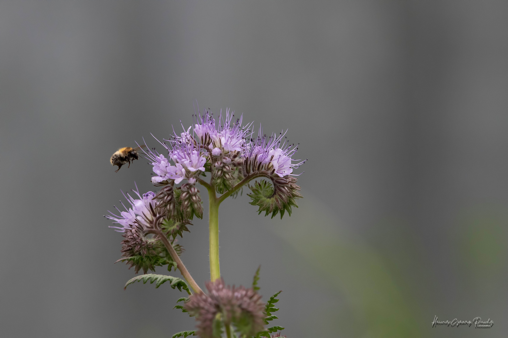 Biene an Wildblumen