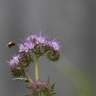 Biene an Wildblumen