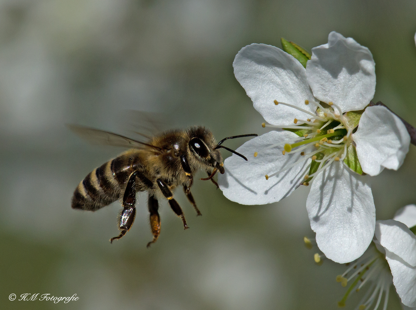 Biene an wilder Mirabellenblüte