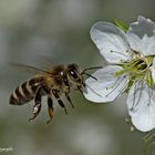 Biene an wilder Mirabellenblüte