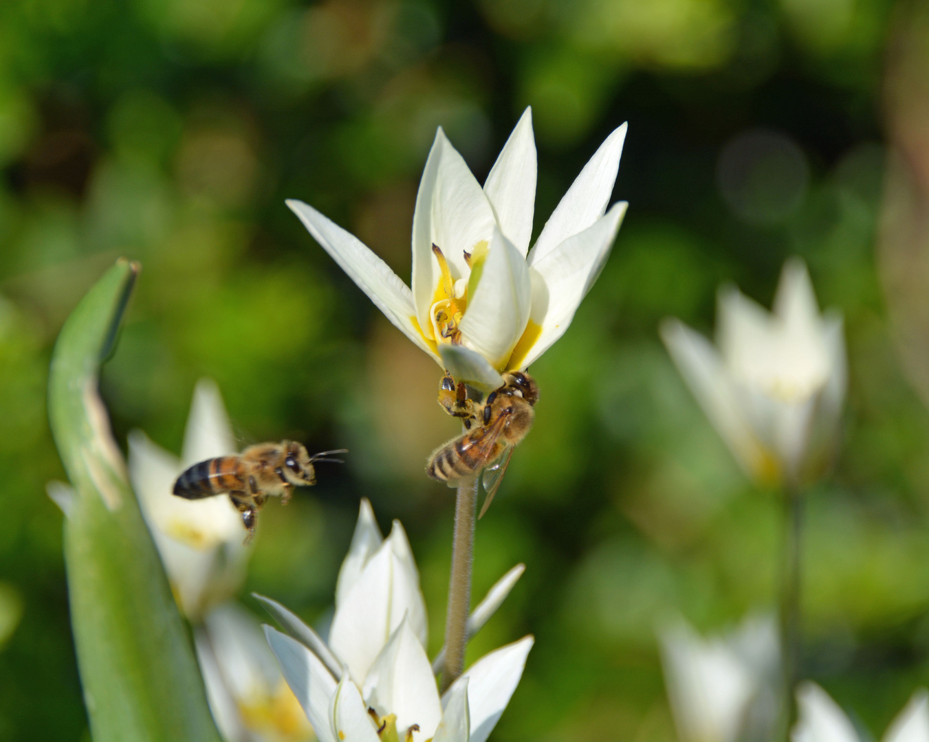 Biene an Wildtulpe