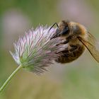 Biene (Apiformes oder Anthophila) am HasenKlee oder Ackerklee (Trifolium arvense)