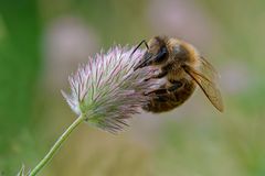 Biene (Apiformes oder Anthophila) am HasenKlee oder Ackerklee (Trifolium arvense)