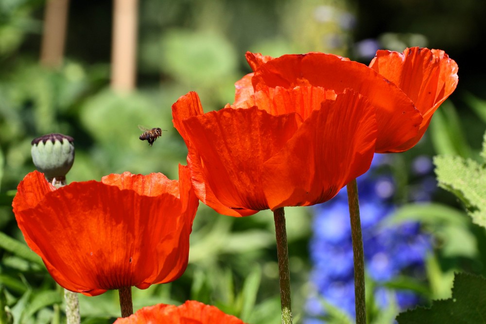 Biene Apis melifera im Anflug auf Mohn