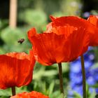 Biene Apis melifera im Anflug auf Mohn